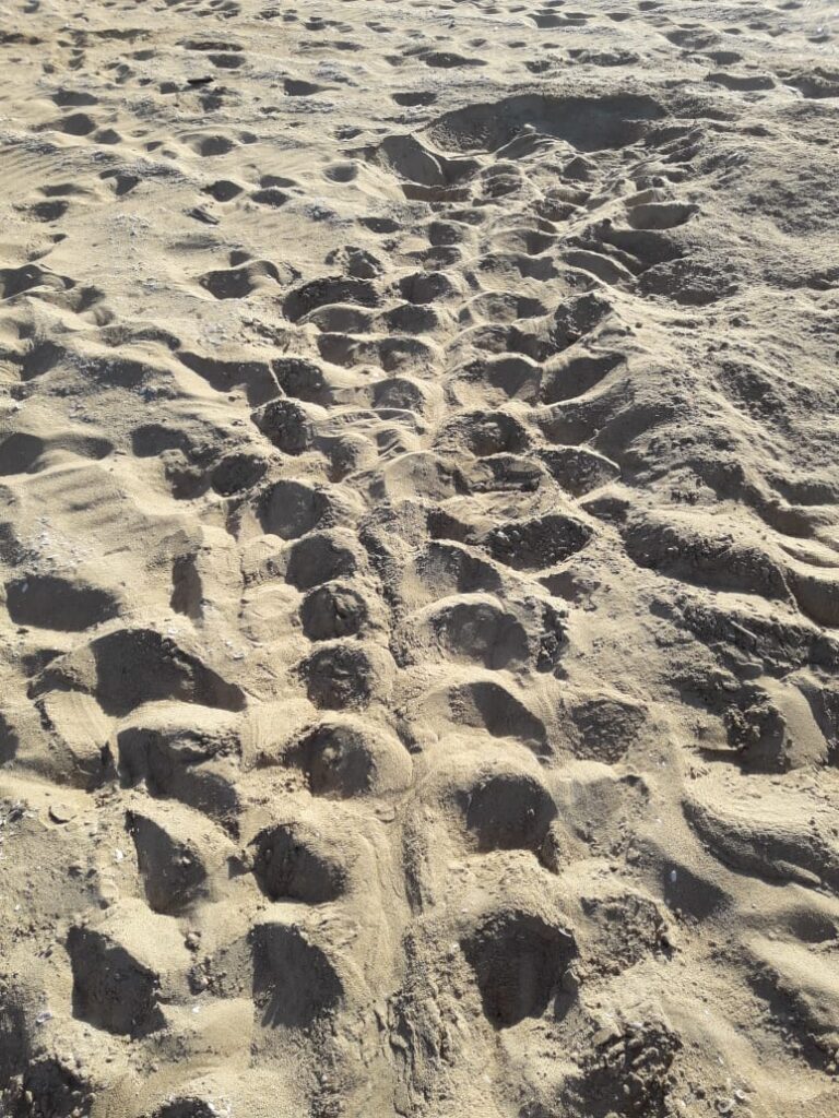 Caretta caretta tracks at Tyre Coast Nature Reserve, June 2020_1