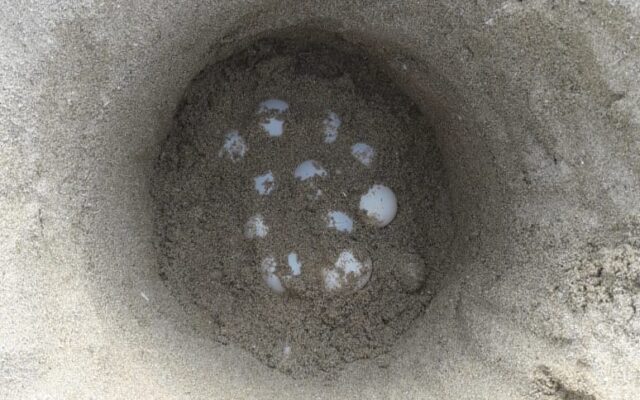 Nest of Caretta Caretta at Tyte Coast Nature Reserve, June 2020_3